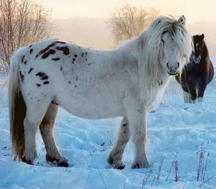 Yakut cal cai uimitoare de rasa Yakut nativ (fotografie, video)