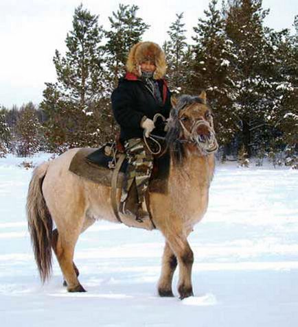 Yakut cal cai uimitoare de rasa Yakut nativ (fotografie, video)