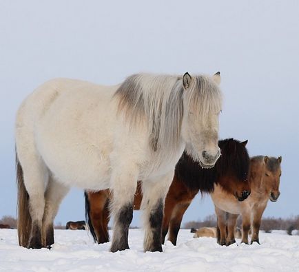 Якутська кінь - унікальна і невибаглива порода