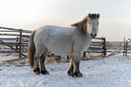 Yakut cal - o rasă unică și fără pretenții