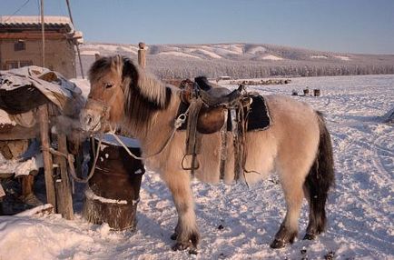 Yakut caracteristicile calului, creșterea și dieta necesară