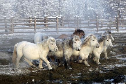 Yakut caracteristicile calului, creșterea și dieta necesară