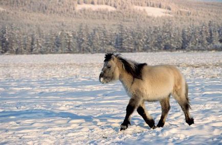 Якутська кінь характеристики, розведення і необхідний раціон харчування
