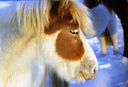 Yakut caracteristicile calului, creșterea și dieta necesară
