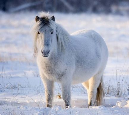 Якутська порода коней фото і відео, опис, історія та характеристика