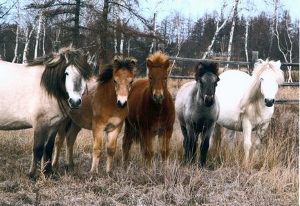 Якутська порода коней фото і відео, опис, історія та характеристика