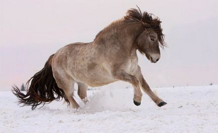 Yakut rasa de cai fotografii și video, descriere, istorie și caracteristici