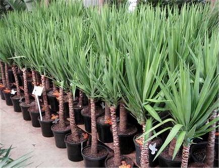 Yucca - cultivarea, îngrijirea, transplantul și reproducerea