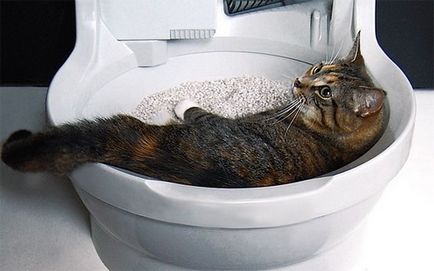 Toaletă închisă pentru pisica pisică, preț, mâini proprii