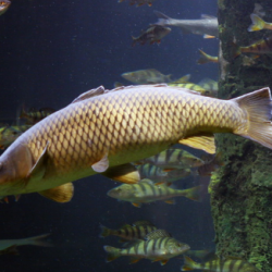 Желтощек - амурська риба для любителів трофейної риболовлі