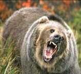 Locuitorii unui urs dulce de brad, un lup, veverițe, magii, o călătorie prin Karelia