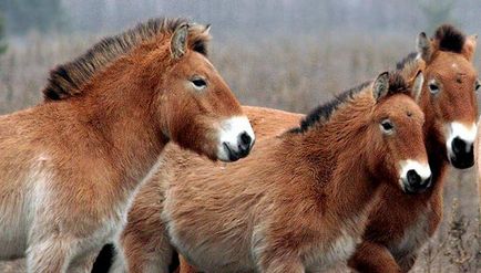 Animalele care locuiesc în zona de excludere a centralei nucleare de la Cernobâl