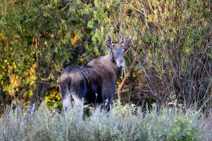 Animalele care locuiesc în zona de excludere a centralei nucleare de la Cernobâl