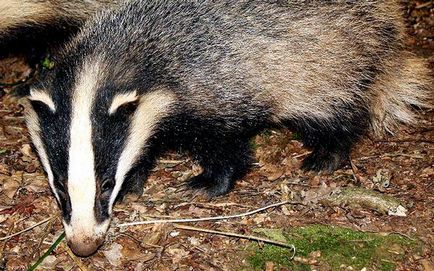 Animalele care locuiesc în zona de excludere a centralei nucleare de la Cernobâl