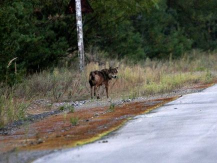 Animalele care locuiesc în zona de excludere a centralei nucleare de la Cernobâl