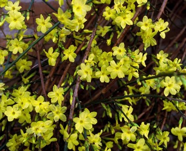 Зимни цъфтящи Jasminum Nudiflorum