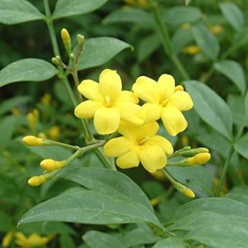 Зимове цвітіння жасмину голоквітковий