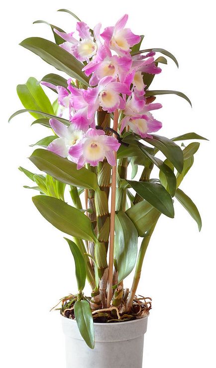 Cunoașteți și știți cum să crească orhideele - inspirație