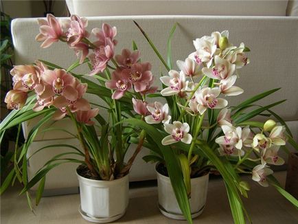 Ismerje meg és hogyan nőnek orchideák - inspiráció