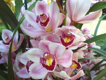 Знати і вміти як виростити орхідеї - натхнення