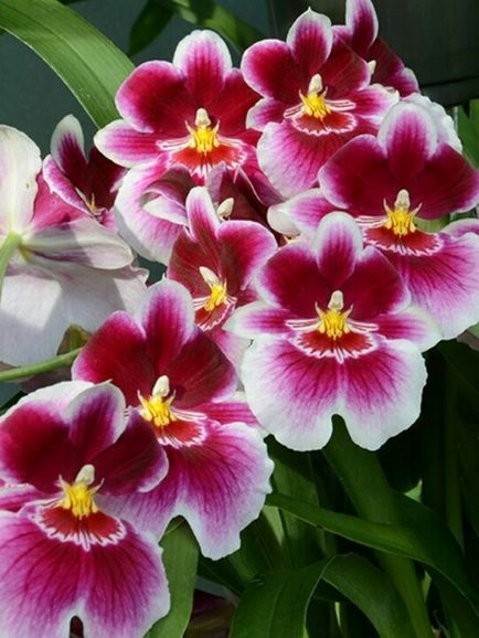 Cunoașteți și știți cum să crească orhideele - inspirație