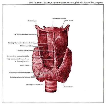 Gâtul glandei tiroide