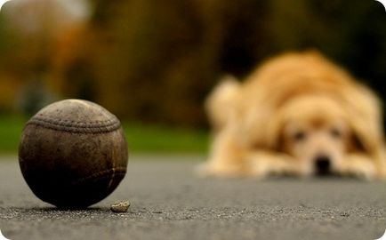 Retriever de aur, fotografii de retrieveri de aur