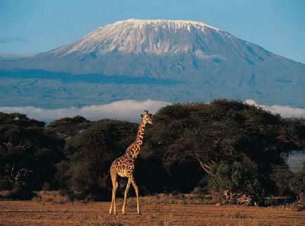 10 Фактів про дивовижну горі Кіліманджаро