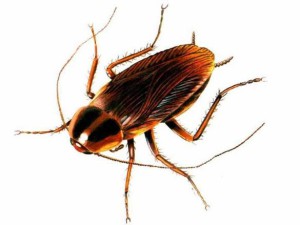 15 интересни факти за хлебарки