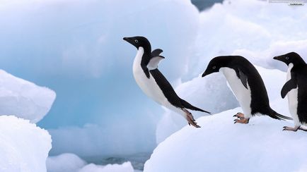 20 Забавних фактів про пінгвінів, журнал популярна механіка