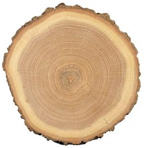 42 Найменування деревини в брусянах, каталог актуальних оголошень