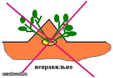 6 Видів посадки картоплі, osadovod - все про садe, городі і дизайні