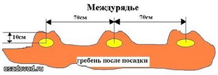 6 Видів посадки картоплі, osadovod - все про садe, городі і дизайні