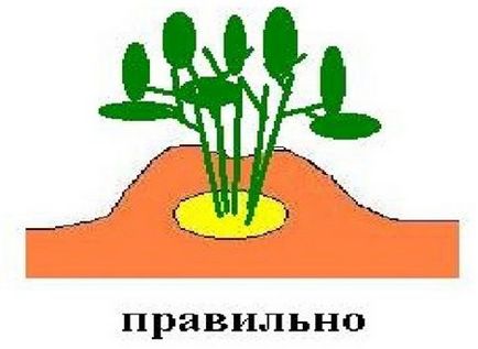 6 Видів посадки картоплі, osadovod - все про садe, городі і дизайні