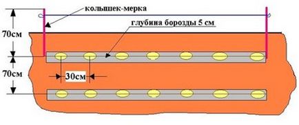 6 specii de cartofi de plantare, osadovod - totul despre gradina, gradina de legume si design