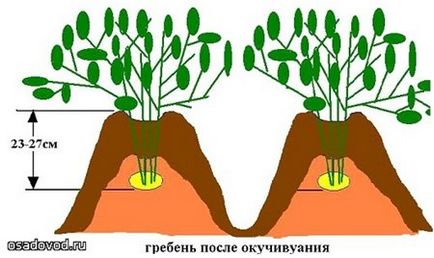 6 specii de cartofi de plantare, osadovod - totul despre gradina, gradina de legume si design