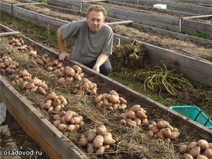 6 specii de cartofi de plantare, osadovod - totul despre gradina, gradina de legume si design