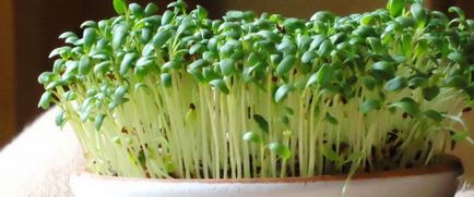 8 Бур'янів для смачного салату (і користі організму)