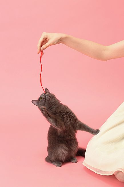 Академія кошенят як не зійти з розуму починаючому господареві, журнал cosmopolitan