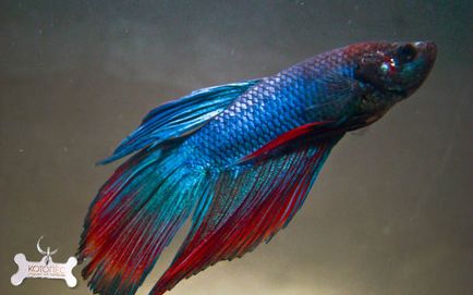 Akváriumi halak bettas