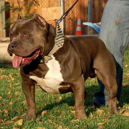 Bulldog american - un câine dificil pentru oameni puternici