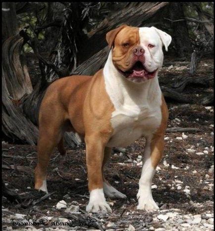 Bulldog american - un câine dificil pentru oameni puternici