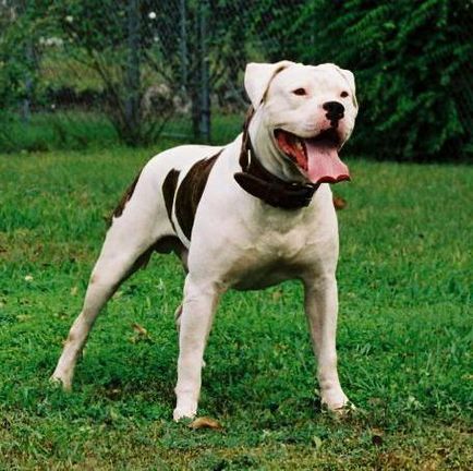 Amerikai bulldog - nem könnyű kutyát az erős szellem az emberek