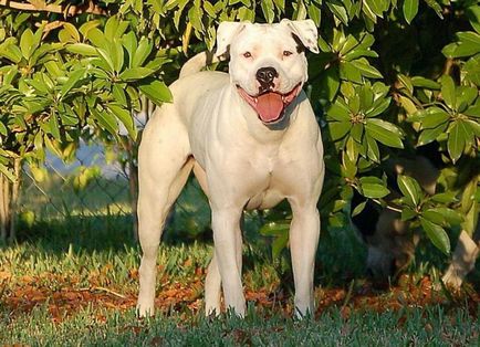 Bulldog american - un câine dificil pentru oameni puternici