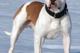 American Bulldog Descrierea rasei, sănătate și îngrijire, fotografie