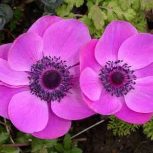 Plantarea și îngrijirea anemonei, speciile și varietățile, reproducerea și transplantul, bolile, cultivarea semințelor în România
