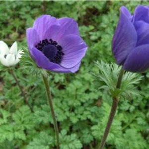 Plantarea și îngrijirea anemonei, speciile și varietățile, reproducerea și transplantul, bolile, cultivarea semințelor în România