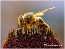 Antibioticele și utilizarea lor în apicultură - săteni - portal pentru agricultori, rural