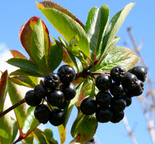 Aronia cu negru în design peisagistic