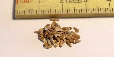 Asterii - crescând din semințe în sol deschis, timp de însămânțare, video